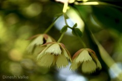 Elaeocarpus lanceolatus